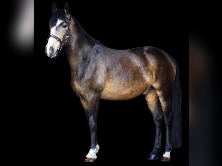 Deutsches Reitpony Wallach 3 Jahre 152 cm Falbe in Landsberg