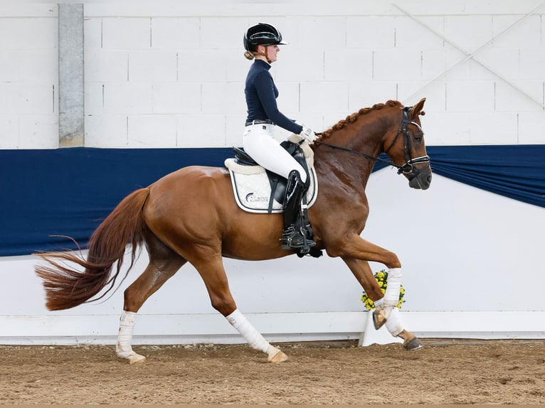 Deutsches Reitpony Wallach 3 Jahre 152 cm Fuchs in Marsberg