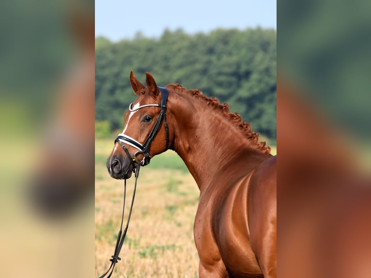 Deutsches Reitpony Wallach 3 Jahre 152 cm Fuchs in Klötze