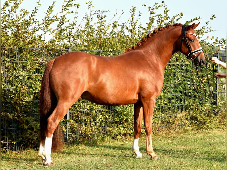 Deutsches Reitpony Wallach 3 Jahre 152 cm Fuchs in Klötze