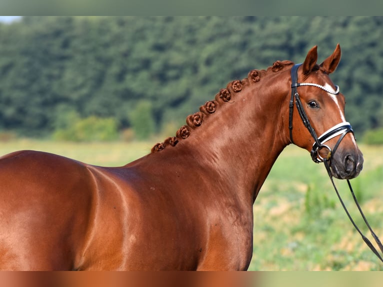 Deutsches Reitpony Wallach 3 Jahre 152 cm Fuchs in Klötze