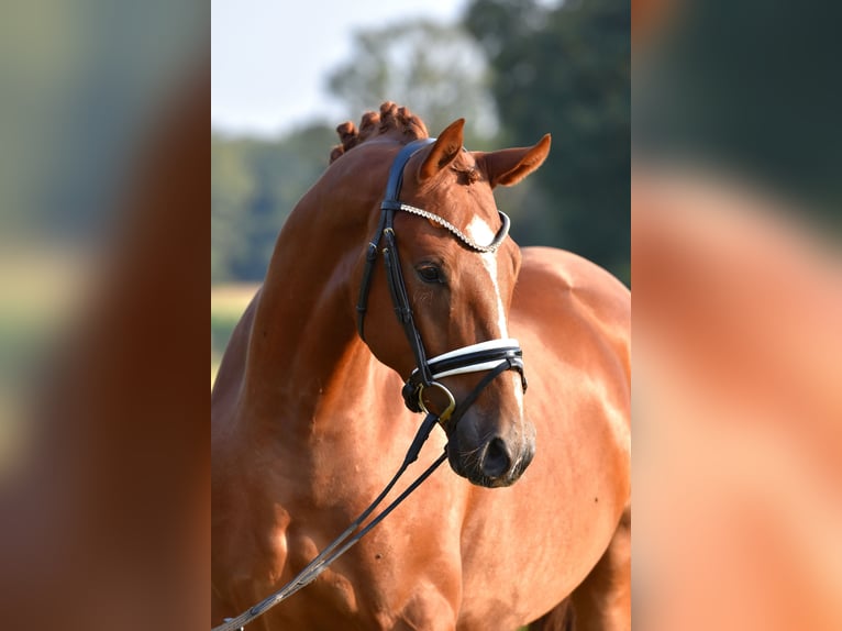 Deutsches Reitpony Wallach 3 Jahre 152 cm Fuchs in Klötze