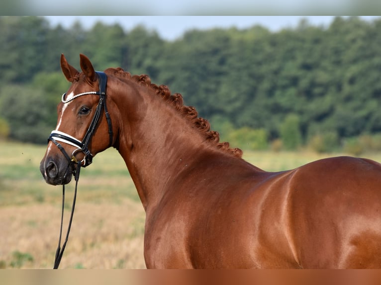 Deutsches Reitpony Wallach 3 Jahre 152 cm Fuchs in Klötze