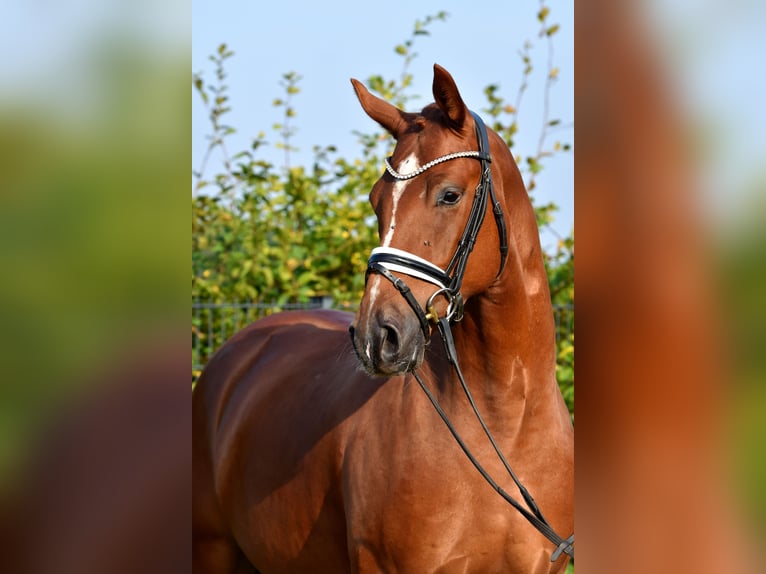 Deutsches Reitpony Wallach 3 Jahre 152 cm Fuchs in Klötze