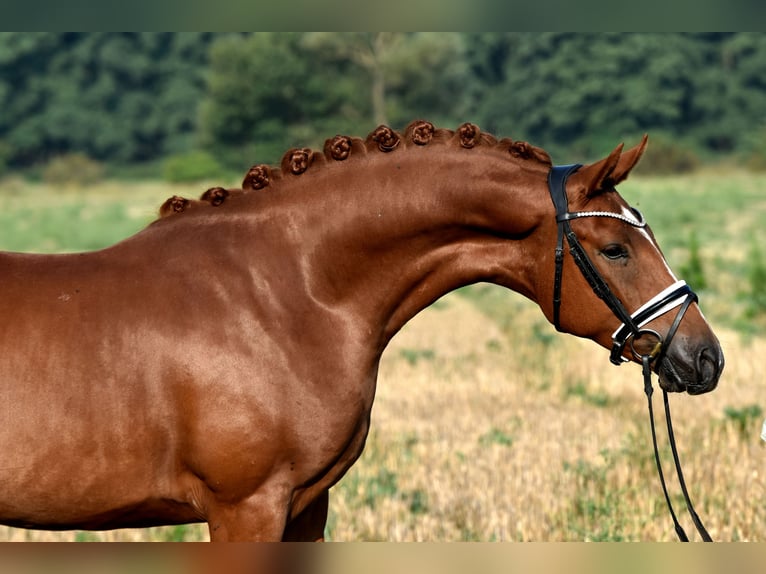 Deutsches Reitpony Wallach 3 Jahre 152 cm Fuchs in Klötze