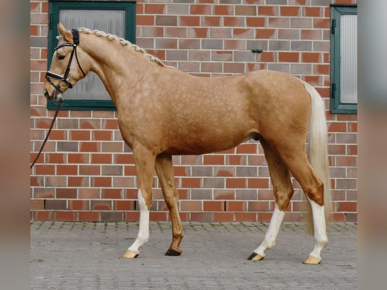 Deutsches Reitpony Wallach 3 Jahre 152 cm Palomino in Fürstenau