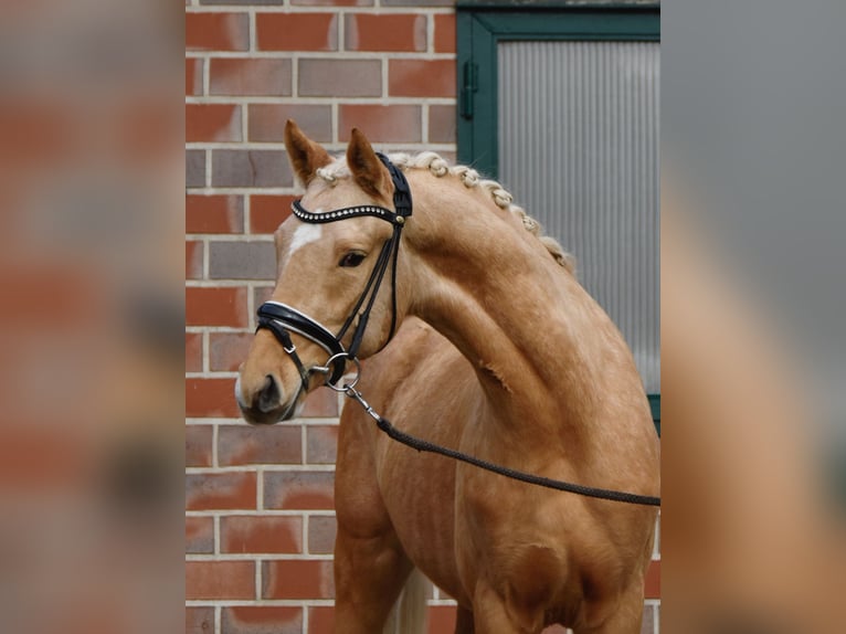 Deutsches Reitpony Wallach 3 Jahre 152 cm Palomino in Fürstenau