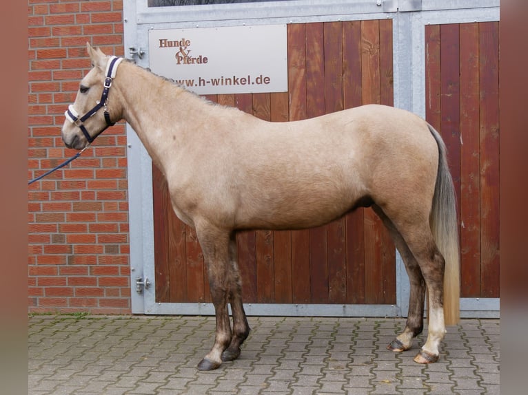 Deutsches Reitpony Wallach 3 Jahre 152 cm Palomino in Dorsten