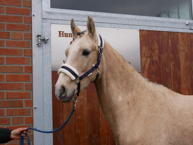 Deutsches Reitpony Wallach 3 Jahre 152 cm Palomino in Dorsten