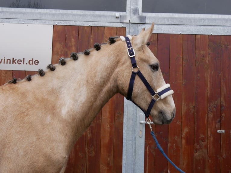 Deutsches Reitpony Wallach 3 Jahre 152 cm Palomino in Dorsten