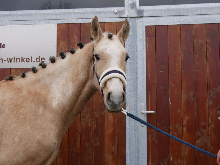 Deutsches Reitpony Wallach 3 Jahre 152 cm Palomino in Dorsten