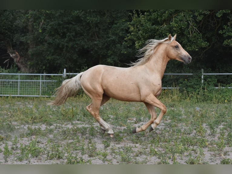 Deutsches Reitpony Wallach 3 Jahre 152 cm Palomino in Klötze