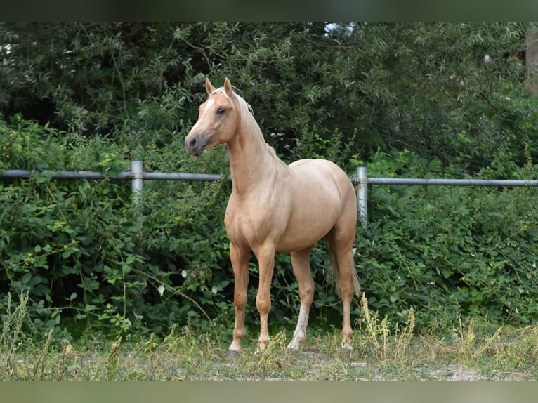 Deutsches Reitpony Wallach 3 Jahre 152 cm Palomino in Klötze