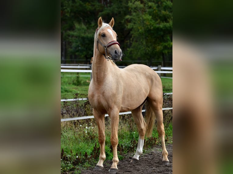 Deutsches Reitpony Wallach 3 Jahre 152 cm Palomino in Klötze