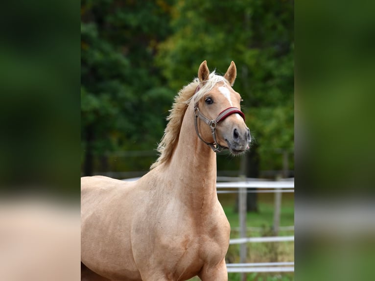 Deutsches Reitpony Wallach 3 Jahre 152 cm Palomino in Klötze