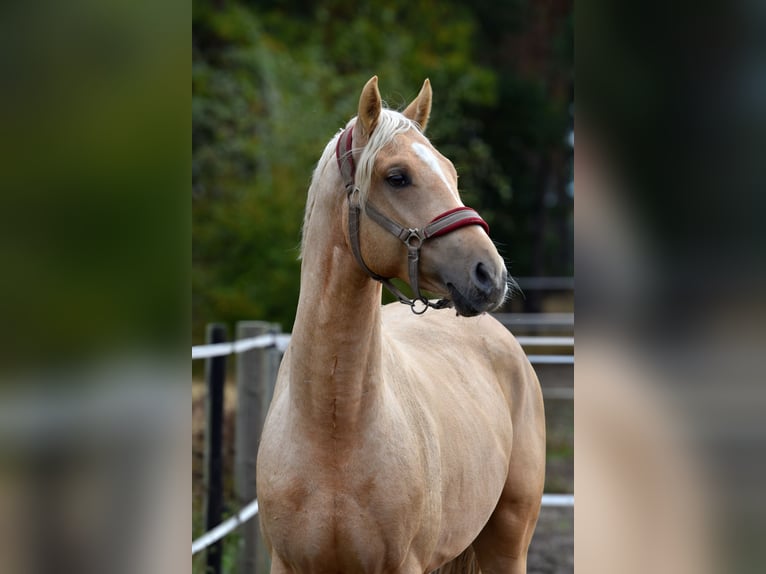 Deutsches Reitpony Wallach 3 Jahre 152 cm Palomino in Klötze