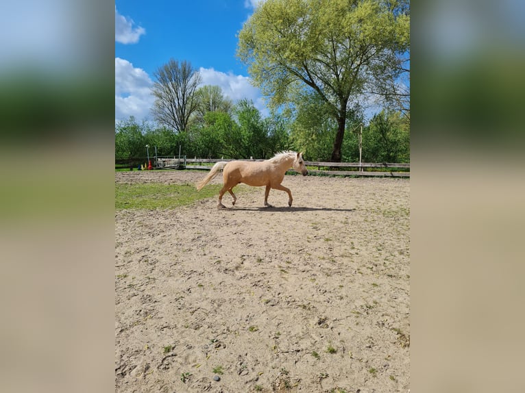 Deutsches Reitpony Wallach 3 Jahre 152 cm Palomino in Reinfeld (Holstein)