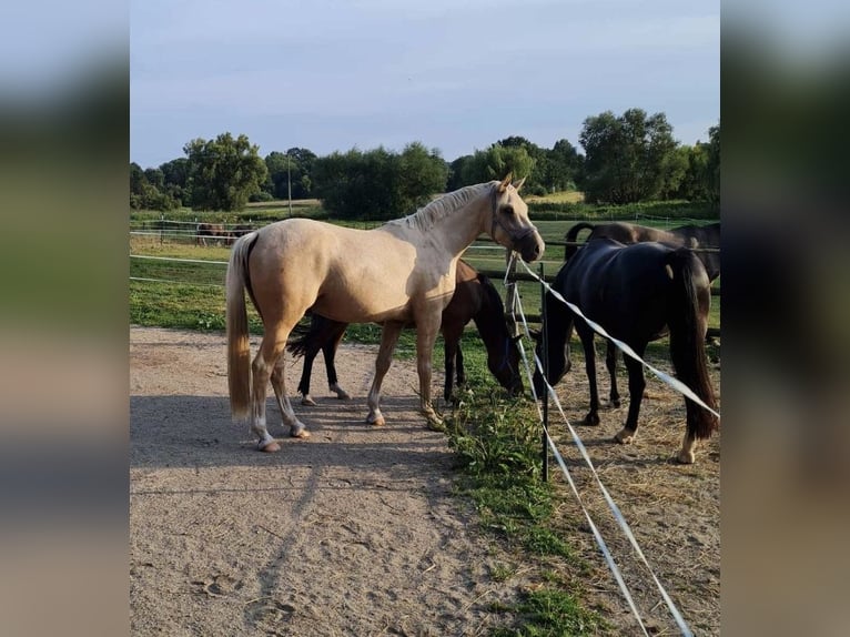 Deutsches Reitpony Wallach 3 Jahre 152 cm Palomino in Reinfeld (Holstein)