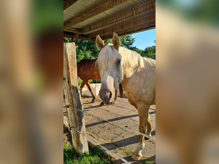 Deutsches Reitpony Wallach 3 Jahre 152 cm Palomino in Reinfeld (Holstein)