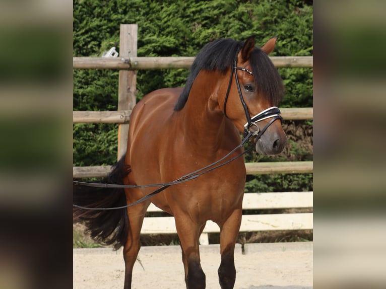 Deutsches Reitpony Wallach 3 Jahre 153 cm Brauner in Nottuln