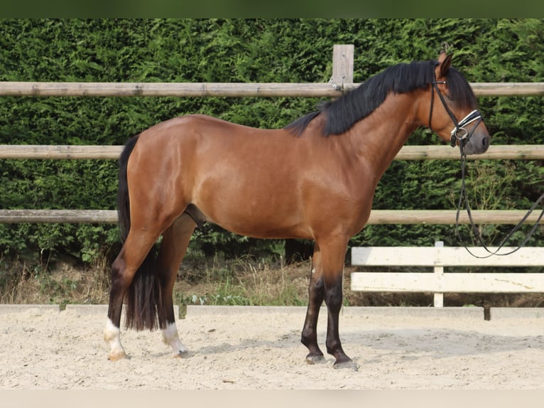 Deutsches Reitpony Wallach 3 Jahre 153 cm Brauner in Nottuln
