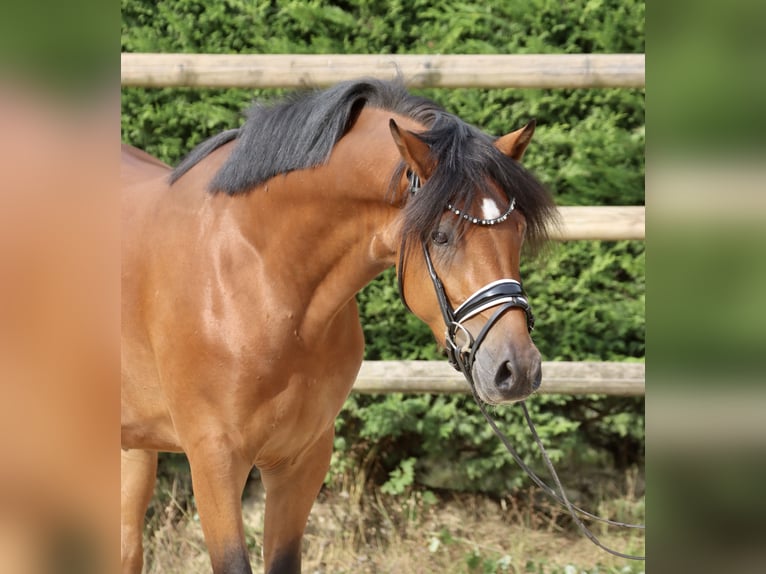 Deutsches Reitpony Wallach 3 Jahre 153 cm Brauner in Nottuln