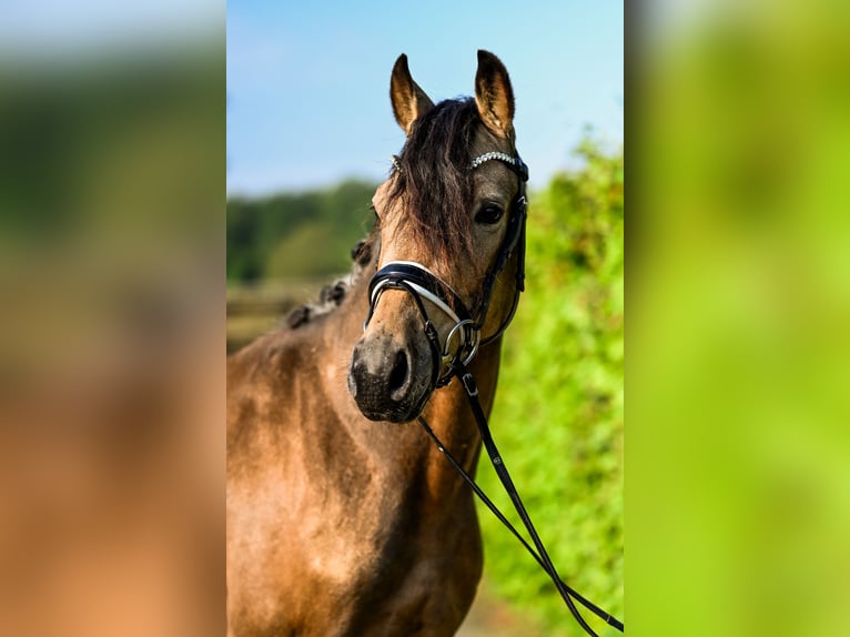 Deutsches Reitpony Wallach 3 Jahre 153 cm Buckskin in Uedem