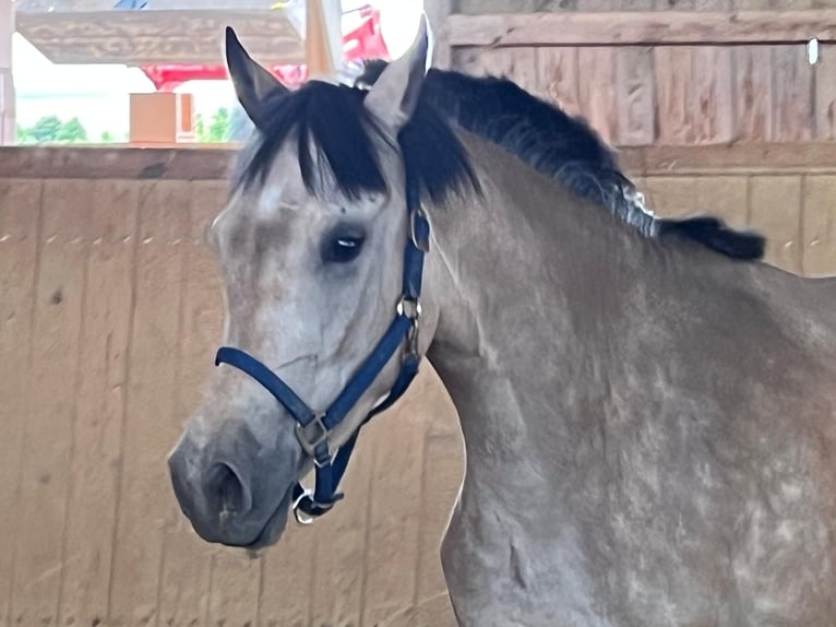 Deutsches Reitpony Wallach 3 Jahre 153 cm Buckskin in Wolfhagen