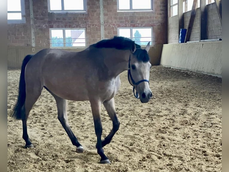 Deutsches Reitpony Wallach 3 Jahre 153 cm Buckskin in Wolfhagen
