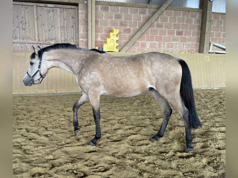 Deutsches Reitpony Wallach 3 Jahre 153 cm Buckskin in Wolfhagen