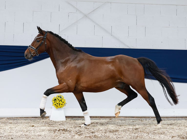 Deutsches Reitpony Wallach 3 Jahre 153 cm Dunkelbrauner in Marsberg