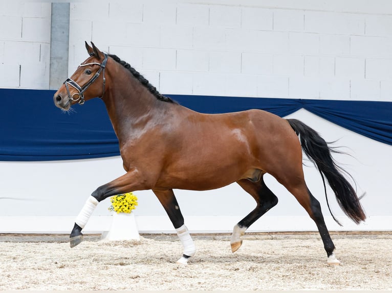 Deutsches Reitpony Wallach 3 Jahre 153 cm Dunkelbrauner in Marsberg