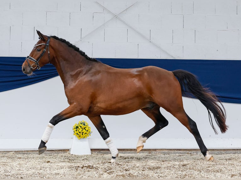Deutsches Reitpony Wallach 3 Jahre 153 cm Dunkelbrauner in Marsberg