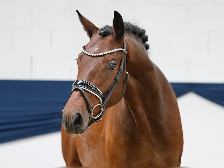 Deutsches Reitpony Wallach 3 Jahre 153 cm Dunkelbrauner in Marsberg