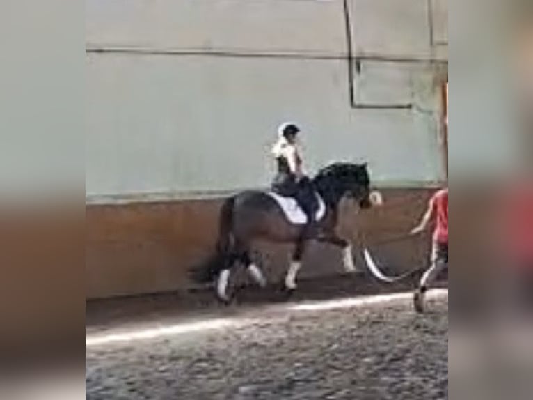 Deutsches Reitpony Wallach 3 Jahre 153 cm Dunkelbrauner in Wahrenholz