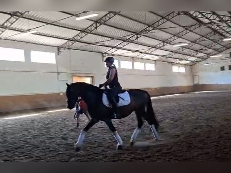Deutsches Reitpony Wallach 3 Jahre 153 cm Dunkelbrauner in Wahrenholz