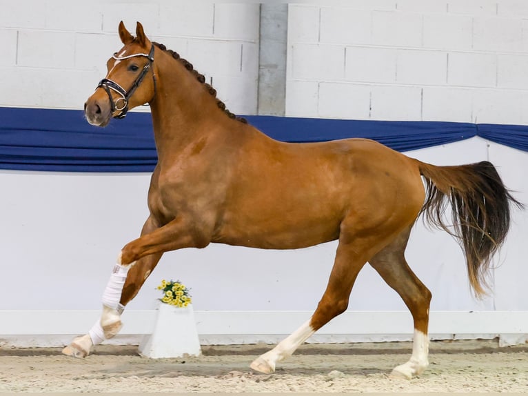 Deutsches Reitpony Wallach 3 Jahre 153 cm Dunkelfuchs in Marsberg