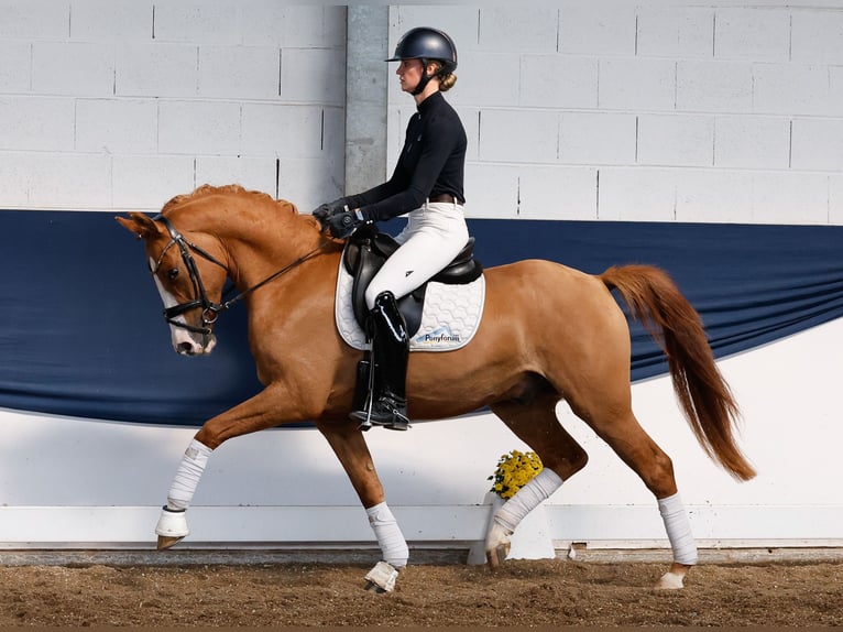 Deutsches Reitpony Wallach 3 Jahre 153 cm Falbe in Marsberg