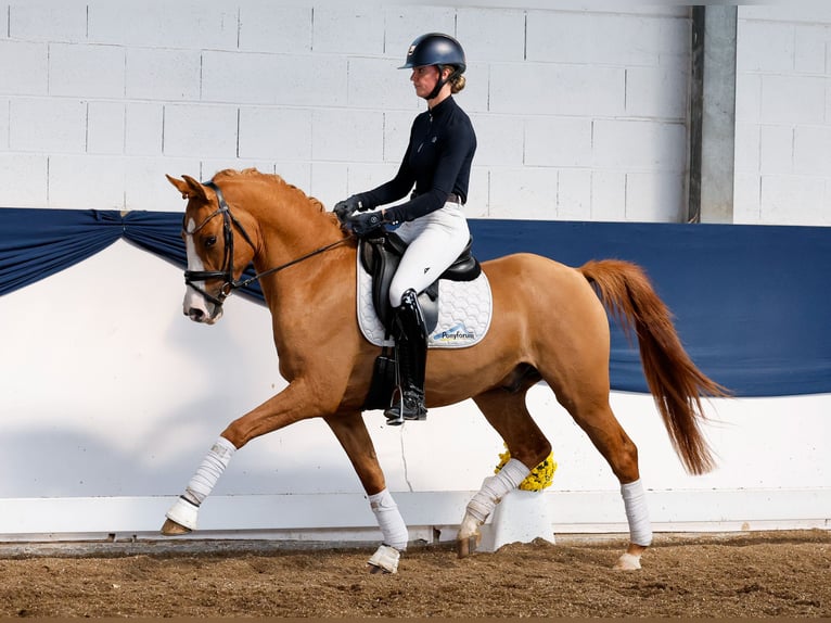 Deutsches Reitpony Wallach 3 Jahre 153 cm Falbe in Marsberg