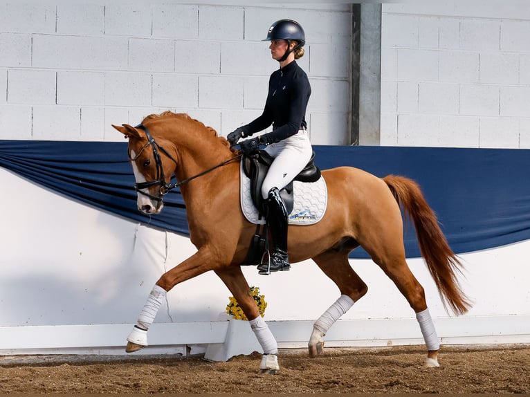Deutsches Reitpony Wallach 3 Jahre 153 cm Falbe in Marsberg
