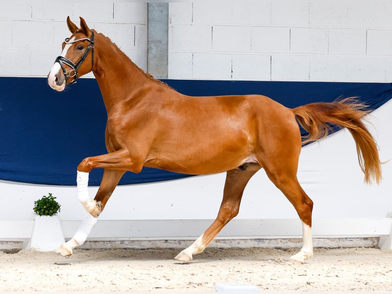 Deutsches Reitpony Wallach 3 Jahre 153 cm Fuchs in Marsberg