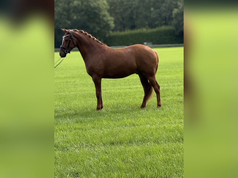 Deutsches Reitpony Wallach 3 Jahre 153 cm Fuchs in Emlichheim