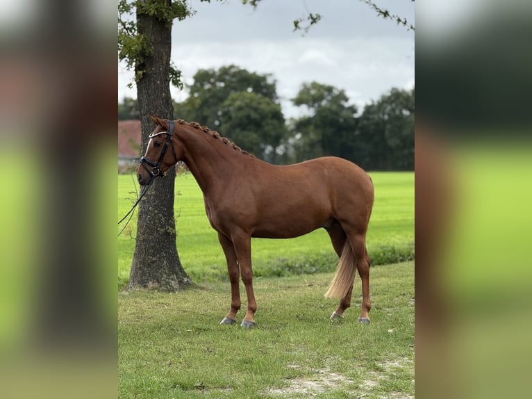 Deutsches Reitpony Wallach 3 Jahre 153 cm Fuchs in Emlichheim