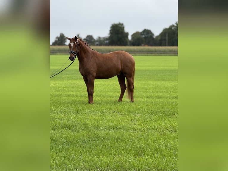 Deutsches Reitpony Wallach 3 Jahre 153 cm Fuchs in Emlichheim