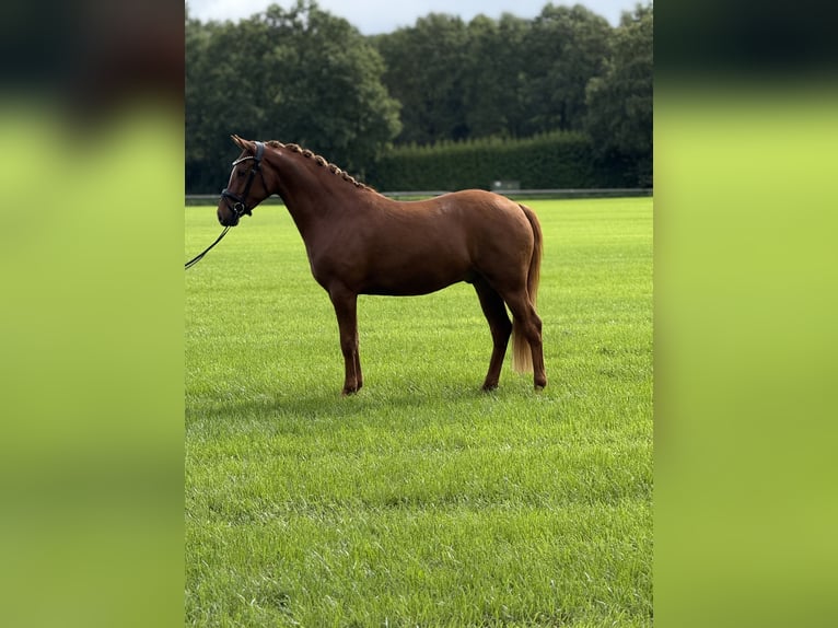 Deutsches Reitpony Wallach 3 Jahre 153 cm Fuchs in Emlichheim