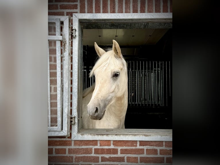 Deutsches Reitpony Wallach 3 Jahre 153 cm Palomino in Ospel