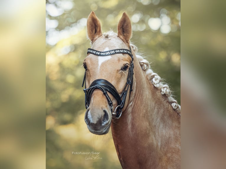 Deutsches Reitpony Wallach 3 Jahre 153 cm Palomino in Perl