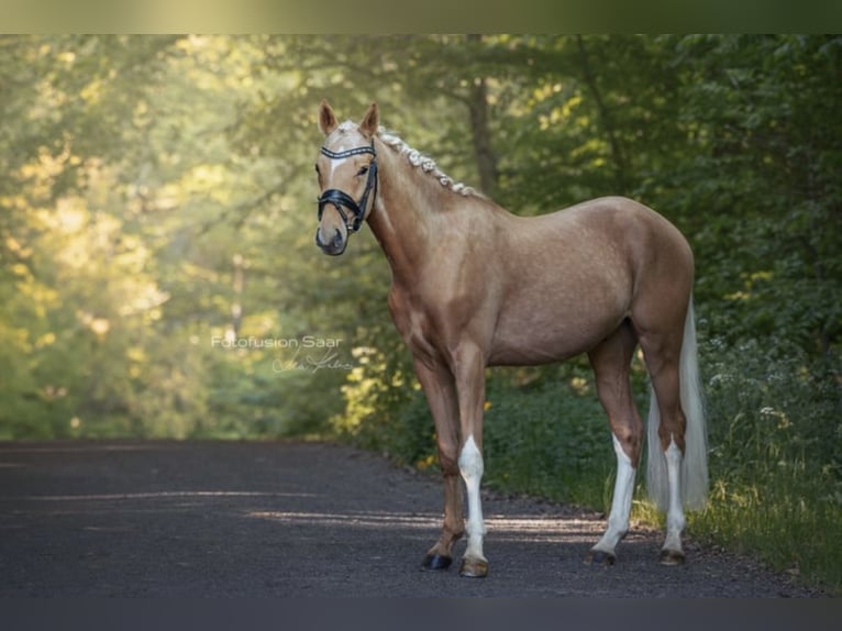 Deutsches Reitpony Wallach 3 Jahre 153 cm Palomino in Roeser
