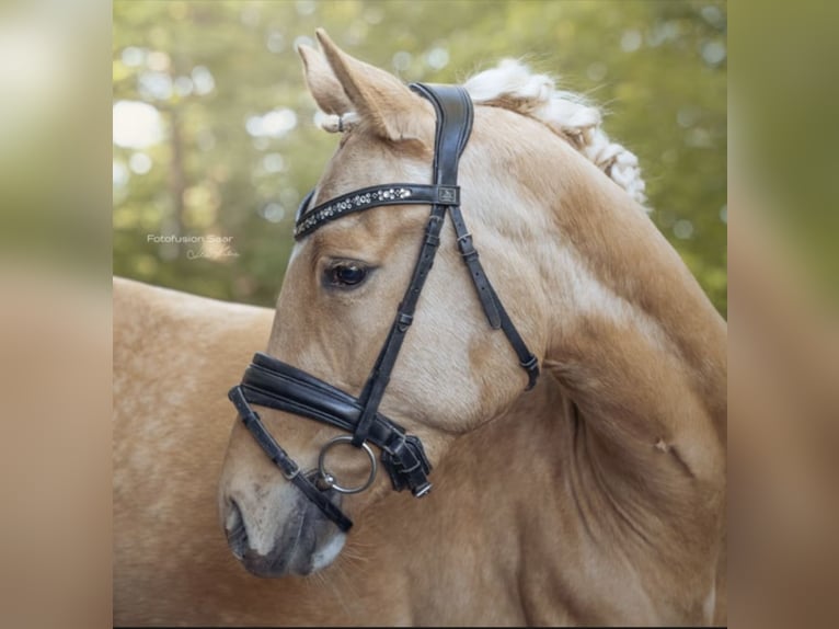 Deutsches Reitpony Wallach 3 Jahre 153 cm Palomino in Roeser
