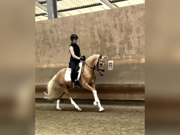 Deutsches Reitpony Wallach 3 Jahre 153 cm Palomino in Roeser